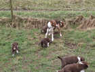 Red and white Border collie pups for sale
