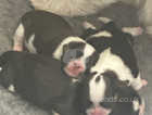 Beautiful shitzu puppies for sale