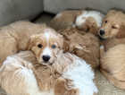 ADORABLE Australian Labradoodle X Puppies