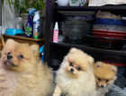 Cute girl Pomeranian puppies (KC registered)
