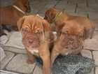 11 beautiful Bordeaux puppies for sale