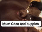 Reduced. Full pedigree chihuahua puppies