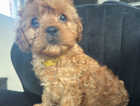 F1 Cavapoo Waiting list now open Due 10/2