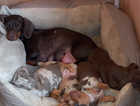 Kc Minature dachshund boy puppies