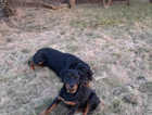 rottweilers forsale