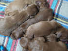 Multi generational Australian Labradoodle puppies born 15/3/24