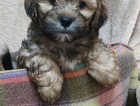 Cuddly Shihpoo Puppies - READY NOW!!