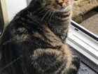 MISSING CAT - DELILAH IS STILL MISSING FROM FARNBOROUGH, GU14 9LN - PLEASE HELP TO BRING HER HOME