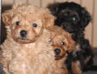 Toy Poodle's