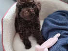 Toy Poodle Chocolate