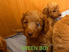 3 x Red Male cockapoo puppies