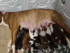 American bulldog x Staffordshire bull terrier
