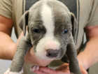 Blue Staffordshire bill terrier puppies