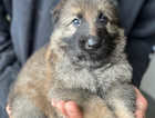 Stunning German shepherd puppies for sale