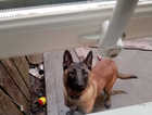 Belgian mally 6 months old good with kids just need someone who has the time for him