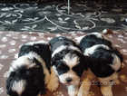 3 beautiful puppies