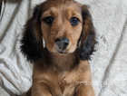 K.C. Miniature Longhaired Dachshund Puppies