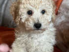 Beautiful Poochon Puppies READY NOW! ONE BOY STILL AVAILABLE!!