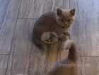 Gorgeous British shorthair kitten