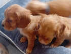 Cocker spaniels puppies READY NOW