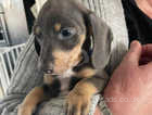 Absolutely stunning blue tan and blue tri miniature dachshund puppies