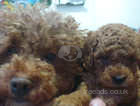 Pedigree Pure Red Tiny Toy Poodle Puppies - Waffle Dogs