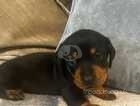 *LAST TWO* beautiful miniature dachshunds for sale