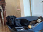Black female lab