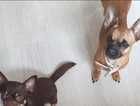 Chihuahua cross Frenchie