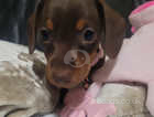 Gorgeous litter of 1 miniature dachshund choclate and tan girl