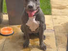 XL AMERICAN BULLY (ABKC registered)