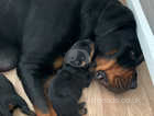 Stunning litter of KC registered Rottweiler puppies
