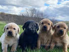 KC Reg. Lab pups for sale
