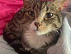 Spade - Missing Tabby