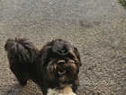 Black lhasa apso pup 15 months..