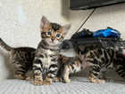 Luxury Bengal kittens.Imported breeding lines