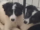 Lovely Border Collies for sale
