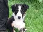 Border collie pups one tri male remaining