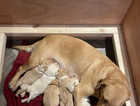 5 beautiful kc registered 5 generation  yellow labrador  puppies