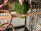 Rara Amazon Parrot