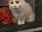Missing cat