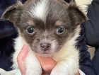 Jack Russell x chihuahua puppies for sale
