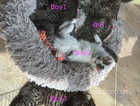 British Longhair Tabby Kittens Available Now