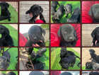 Nine beautiful Labrador puppies for sale
