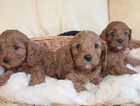 Stunning Ruby Red Cavapoo puppies