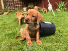 Enhanced pedigree, KC Fox Red Labrador Puppies