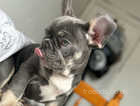 Grey French bulldog grey eyes puppy 5 months