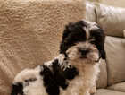 Beautiful shihpoo puppies ready now