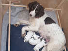 Beautiful puppies KC registered working springer spanials