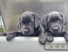 Beautiful black Goldador puppies